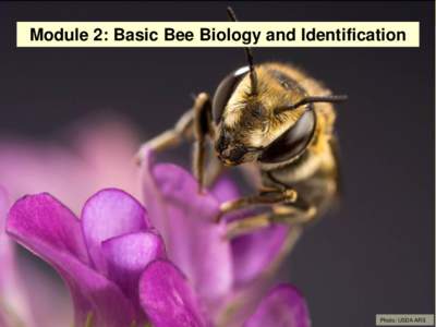 Module 2: Basic Bee Biology and Identification  Photo: USDA ARS Order Hymenoptera: Bees, Wasps, Ants Hymenoptera: Membranous Wings