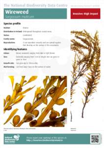 The National Biodiversity Data Centre  Wireweed Sargassum muticum