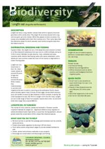 Biodiversity information sheet: longfin eel - Taranaki Regional Council