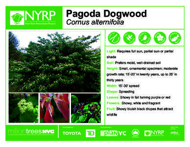 Pagoda Dogwood  Cornus alternifolia Light: Requires full sun, partial sun or partial shade
