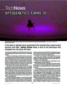 TechNews OPTOGENETICS TURNS 10 A male Drosophila raises a wing and “sings” due to neuronal activation of song neurons using FlyMAD. Credit: Dan Bath, Janelia Farm Research Campus, HHMI.