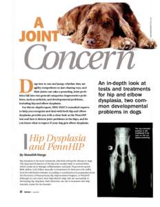 D  ogs love to run and jump, whether they are agility competitors or just chasing toys, and their joints can take a pounding. Joint prob­ lems fall into two general categories: degenerative prob­