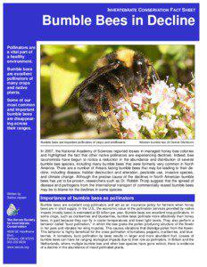 INVERTEBRATE CONSERVATION FACT SHEET  Bumble Bees in Decline