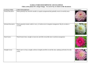 DAHLIA FORM DESCRIPTIONS AND EXAMPLES Click on the picture for a larger image. Use arrow key to return to this document. DAHLIA FORM Formal Decorative  FORM DESCRIPTION