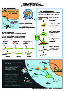 RNA interference  — gene silencing by double-stranded RNA 1. The central dogma DNA