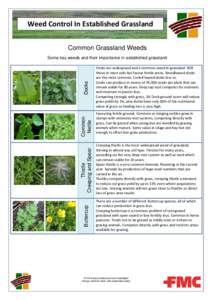 Weed Control In Established Grassland Common Grassland Weeds Docks are widespread and a common weed in grassland. Will thrive in most soils but favour fertile areas. Broadleaved docks are the most common, Curled leaved d
