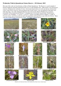 Wednesday Walk in Queanbeyan Nature Reserve – 18 February 2015 The start of the walk was from the entry on Hoover Road, Queanbeyan. The Reserve is a good example of Natural Temperate Grassland with Bothriochloa macra a