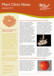 Plant Clinic News January 2010 Clubroot – Faster and more sensitive test now available  Welcome to the latest issue