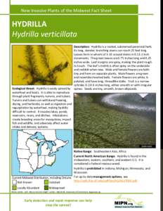 Plant morphology / Invasive plant species / Aquatic plants / Flora of New South Wales / Hydrilla / Plant reproduction / Tuber / Turion / Hydrellia pakistanae