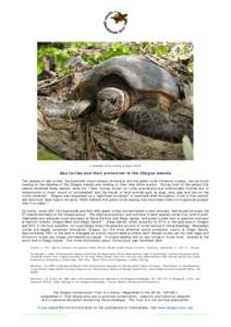 A hawksbill turtle nesting at Eagle Island  Sea turtles and their protection in the Chagos islands Two species of sea turtles, the hawksbill (Eretmochelys imbricata) and the green turtle (Chelonia mydas), can be found ne