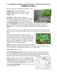 U.S. National Early Detection and Rapid Response System for Invasive Plants  EDRR Fact Sheet Randy G. Westbrooks, Whiteville, North Carolina. USA. Common Name: Wavyleaf Basketgrass Scientific Name: Oplismenus hirtellus (
