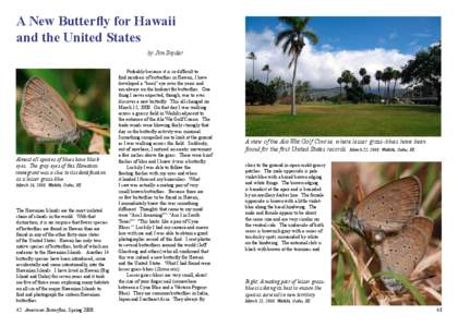 A New Butterfly for Hawaii and the United States by Jim Snyder