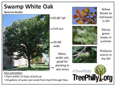 Swamp White Oak Quercus bicolor 50-60’ tall  Full sun