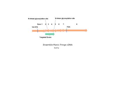 N-linker glycosylation site  N-linked glycosylation site Exon 1  2