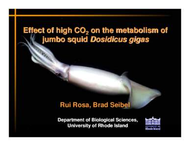 Effect of high CO2 on the metabolism of jumbo squid Dosidicus gigas Rui Rosa, Brad Seibel Department of Biological Sciences, University of Rhode Island