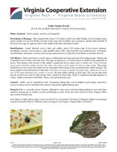 Curculioninae / Yellow-poplar weevil