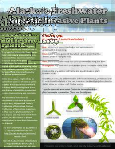 Alaska’s Freshwater  Aquatic Invasive Plants The following freshwater, aquatic invasive plants have been quarantined by the State of Alaska; it is prohibited