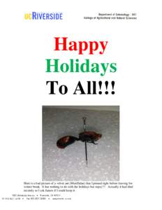 Happy Holidays To All!!! Here is a bad picture of a velvet ant (Mutillidae) that I pinned right before leaving for winter break. It has nothing to do with the holidays but enjoy!!! Actually it had died