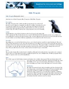 Little Penguin Information Sheet