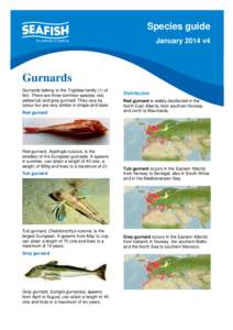 Species guide January 2014 v4 Gurnards Gurnards belong to the Triglidae family (1) of fish. There are three common species: red,