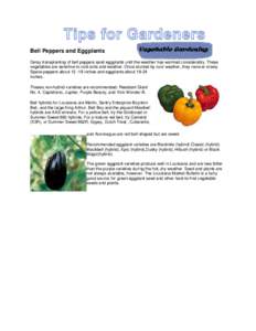 Bell Peppers and Eggplants Delay transplanting of bell peppers sand eggplants until the weather has warmed considerably. These vegetables are sensitive to cold soils and weather. Once stunted by cool weather, they recove