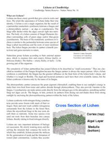 Tree of life / Algae / Peltigera / Usnea / Fungus / Dictyonema / Lar1 / Biology / Lichens / Microbiology