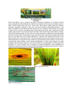 Biology / Ascomycota / Botany / Rice / Tropical agriculture / Fungicide / Wheat diseases / Spot blotch / Fungicide use in the United States