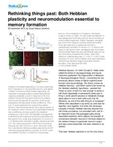 Rethinking things past: Both Hebbian plasticity and neuromodulation essential to memory formation