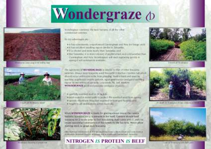 W Wondergraze Wondergraze combines the best features of all the other commercial varieties. Its key advantages are:-