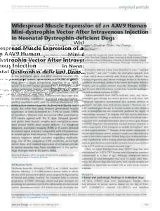 Widespread Muscle Expression of an AAV9 Human Mini-dystrophin Vector After Intravenous Injection in Neonatal Dystrophin-deficient Dogs