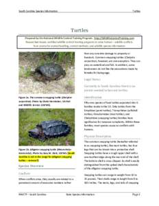 South Carolina Species Information  Turtles Turtles Prepared by the National Wildlife Control Training Program. http://WildlifeControlTraining.com