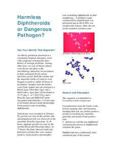 Case History: Harmless Diptheroids or Pathogen?
