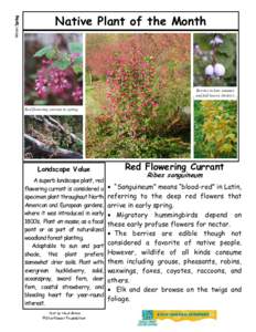 Flora / Hummingbirds / Ribes sanguineum / Ribes / Berries / Botany / Shrubs / Biology