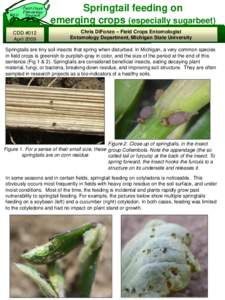 MSU  Field Crops Entomology Program