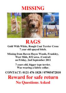 MISSING  RAGS Gold With White, Rough Coat Terrier Cross 7 year old spayed bitch. Missing from Raven Hayes Woods, Frankley,