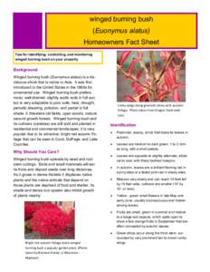 winged burning bush (Euonymus alatus) Homeowners Fact Sheet Tips for identifying, controlling, and monitoring winged burning bush on your property
