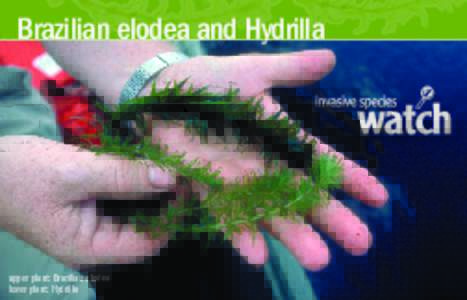 Brazilian elodea and Hydrilla  upper plant: Brazilian elodea lower plant: Hydrilla  Why Watch?