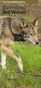 U.S. Fish & Wildlife Service  Endangered Red Wolves