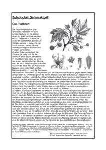 Botanischer Garten aktuell Die Platanen Die Platanengewächse (Platanaceae) umfassen nur eine einzige Gattung mit ca. sieben Arten. Ihr stark zerrissenes Areal besitzt Teilareale in N-Amerika