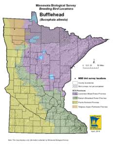 Minnesota Biological Survey Breeding Bird Locations Bufflehead  (Bucephala albeola)