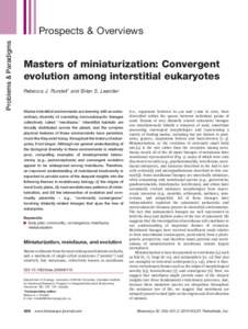 Masters of miniaturization: Convergent evolution among interstitial eukaryotes