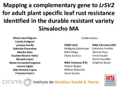 Mapping a complementary gene to LrSV2 for adult plant specific leaf rust resistance identified in the durable resistant variety Sinvalocho MA María José Diéguez Camila Petignat
