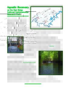 Aquatic Recovery on the Oak Ridge National Environmental Research Park Streams on the Oak Ridge Reservation (ORR) near Oak Ridge, Tennessee (see