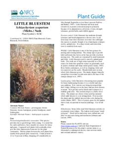 Little Bluestem Schizachyrium scoparium Plant Guide