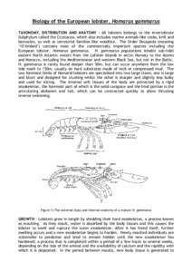 Biology of the European lobster, Homarus gammarus TAXONOMY, DISTRIBUTION AND ANATOMY ‐ All lobsters belongs to the invertebrate Subphylum called the Crustacea, which also includes marine animals like crabs, krill and b