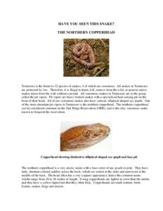 HAVE YOU SEEN THIS SNAKE? THE NORTHERN COPPERHEAD Tennessee is the home to 32 species of snakes, 4 of which are venomous. All snakes in Tennessee are protected by law. Therefore, it is illegal to harm, kill, remove from 