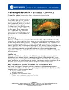 Yelloweye Rockfish – Sebastes ruberrimus Protection status: Washington State endangered species listing In Washington State, yelloweye rockfish are found offshore along the coast, and rarely are observed in Puget Sound