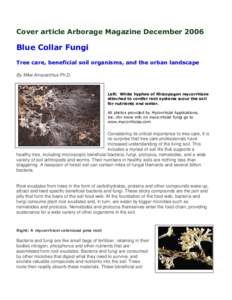 Cover article Arborage Magazine DecemberBlue Collar Fungi Tree care, beneficial soil organisms, and the urban landscape By Mike Amaranthus Ph.D.