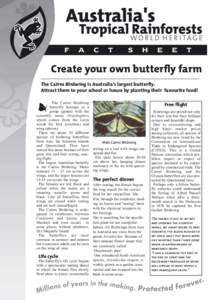 Create your own butterfly farm The Cairns Birdwing is Australia’s largest butterfly. Attract them to your school or house by planting their favourite food! The Cairns Birdwing butterfly belongs to a group (genus) with 