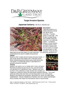 Target Invasive Species Japanese barberry Berberis thunbergii Description Japanese barberry is a woody deciduous shrub with dense spiny